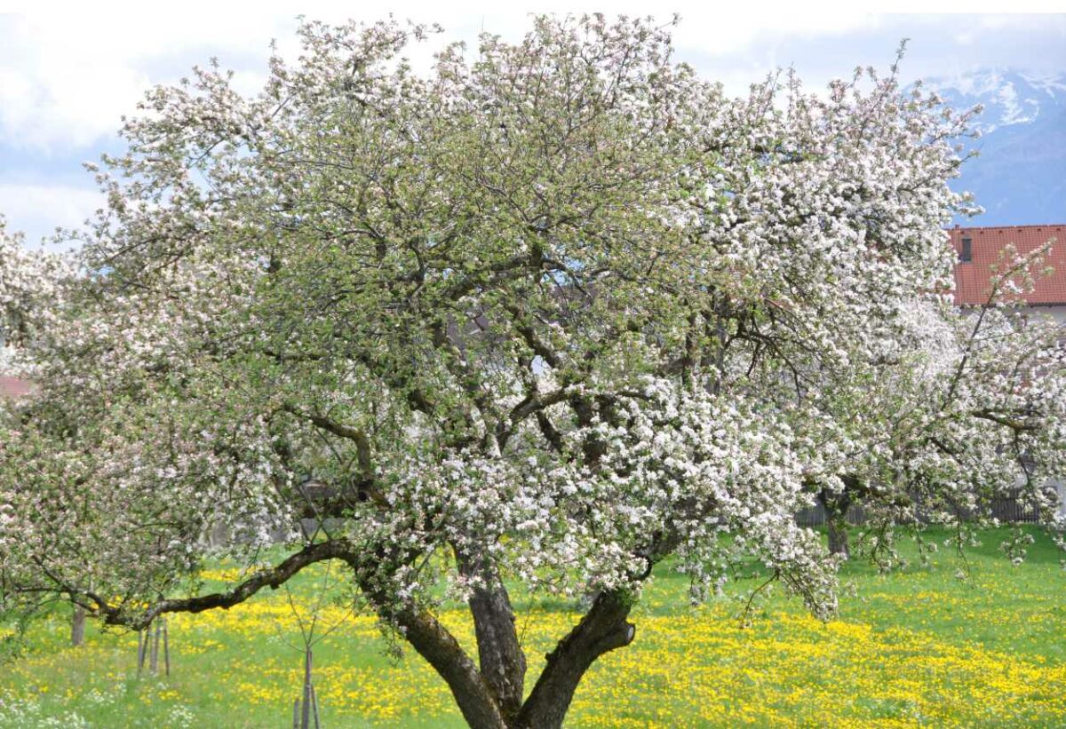 Einen Baum pflanzen…..